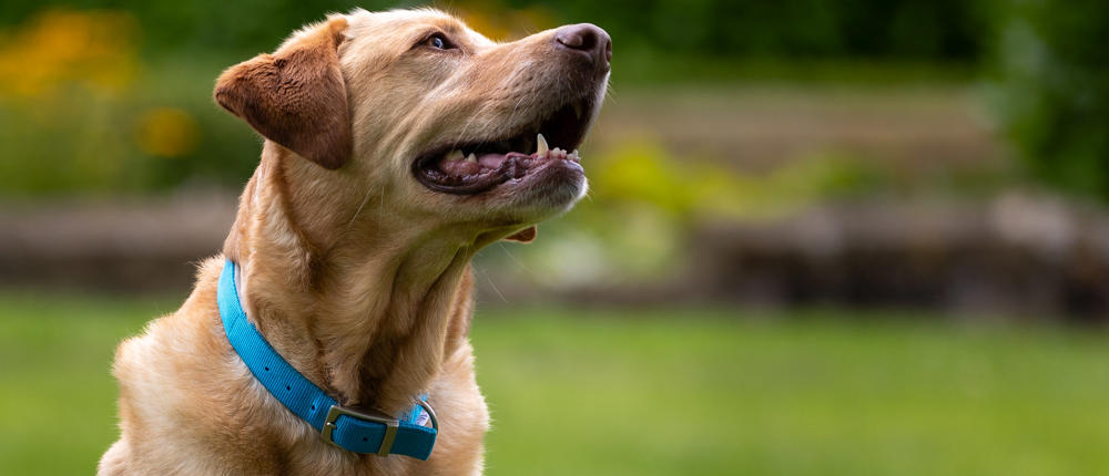 Yellow Labrador