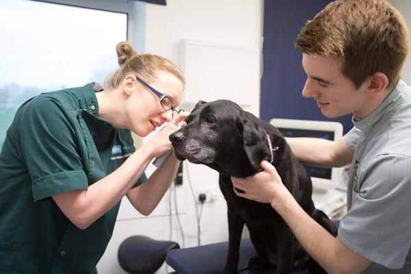 VNAM2023 The Hartpury Guide To Becoming A Veterinary Nurse   Vet Dog 