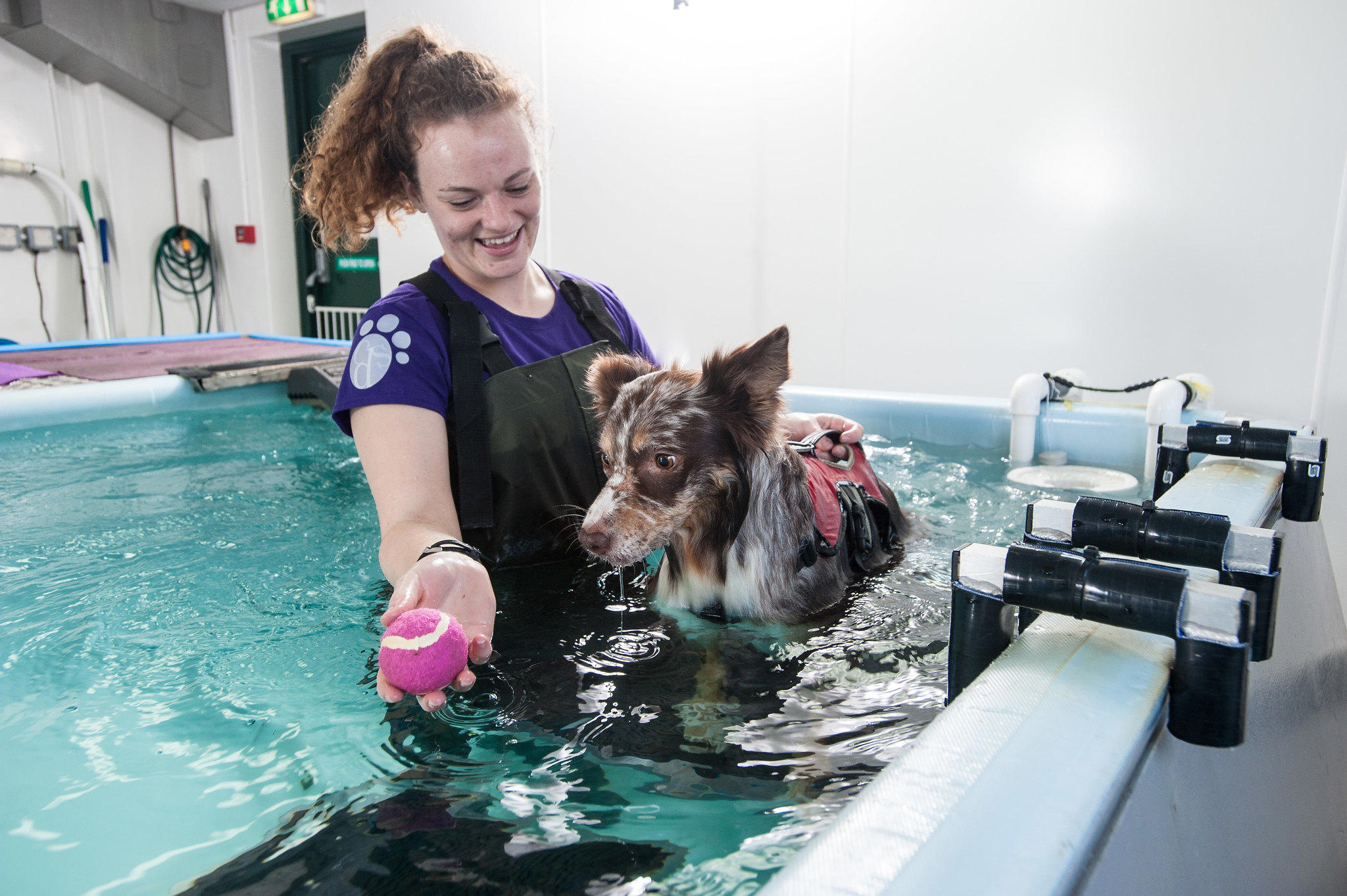 Human and best sale dog spa