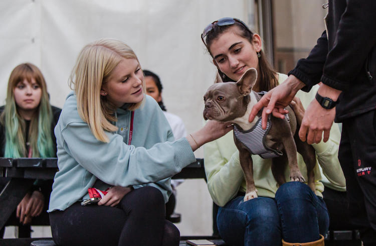 Two Women Meeting A Dog