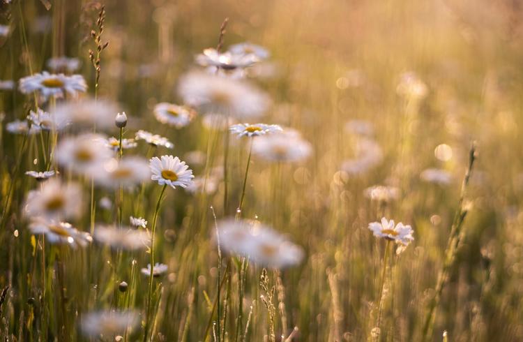 Daisies In Field (1)