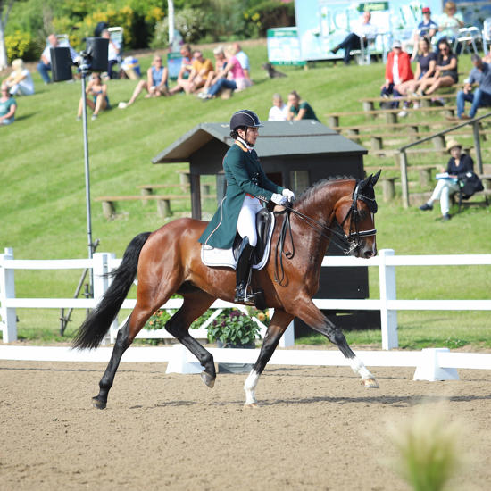 Dressage Horse And Rider Outside At Hartpury