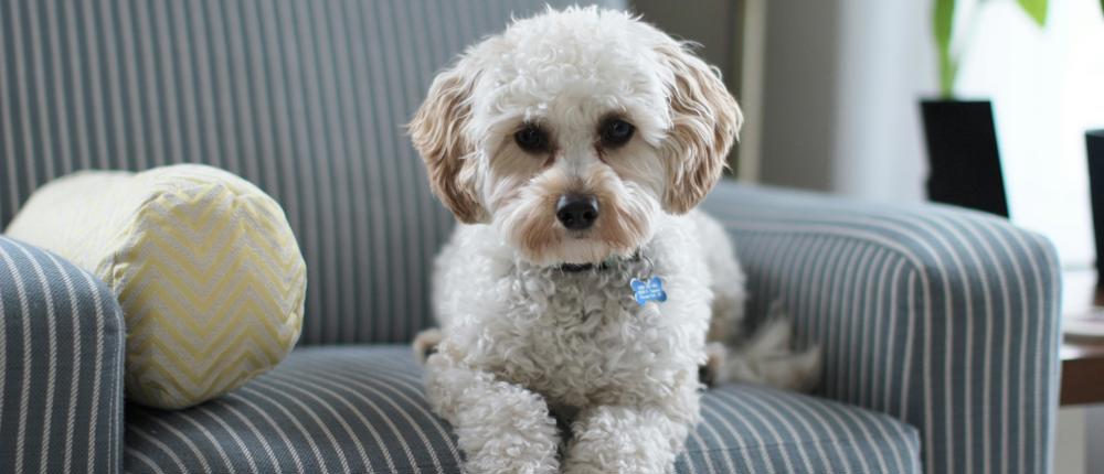 Dog On Chair (1)