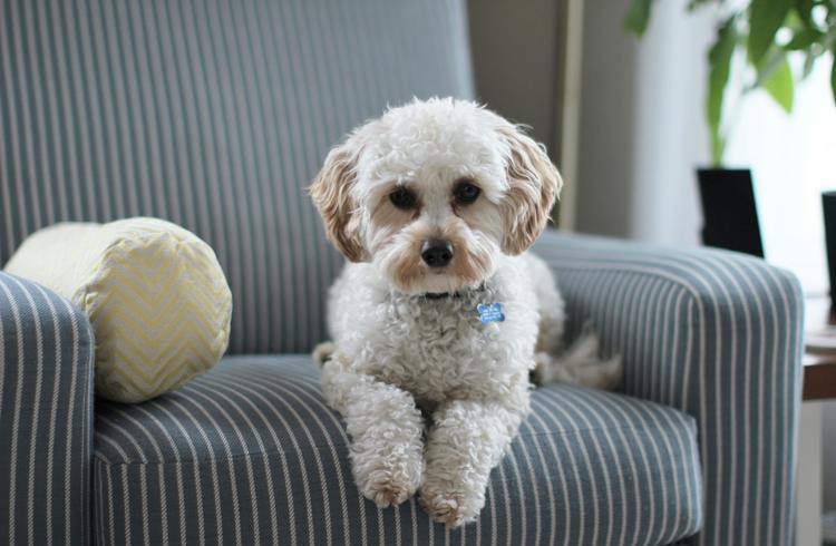 Dog On Chair (1)