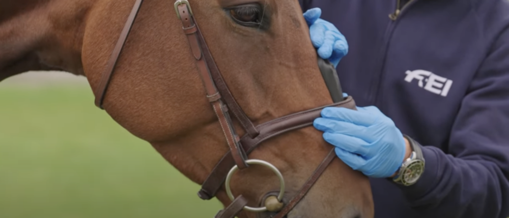 Horse Noseband Measurements