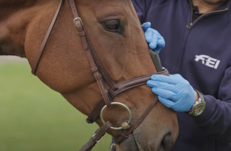 Horse Noseband Measurements