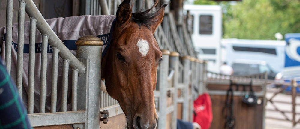 Horse Head Over Stable Door (1)