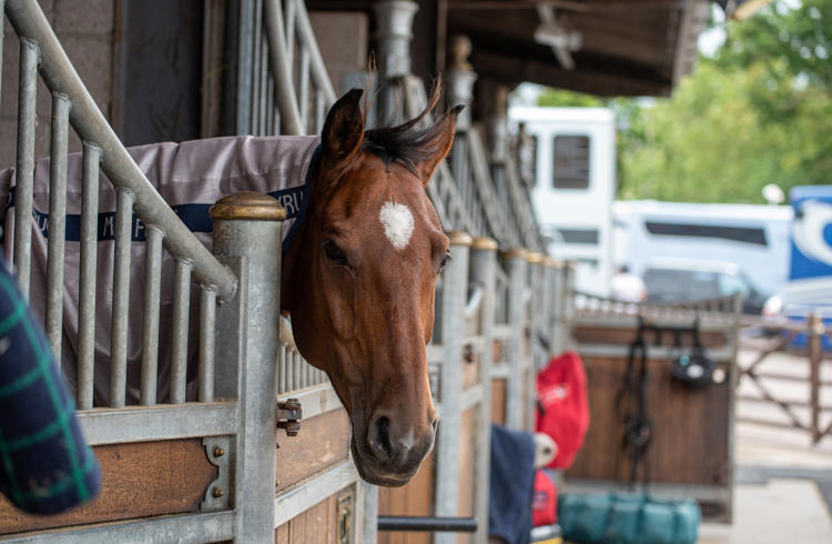 Horse Head Over Stable Door (1)