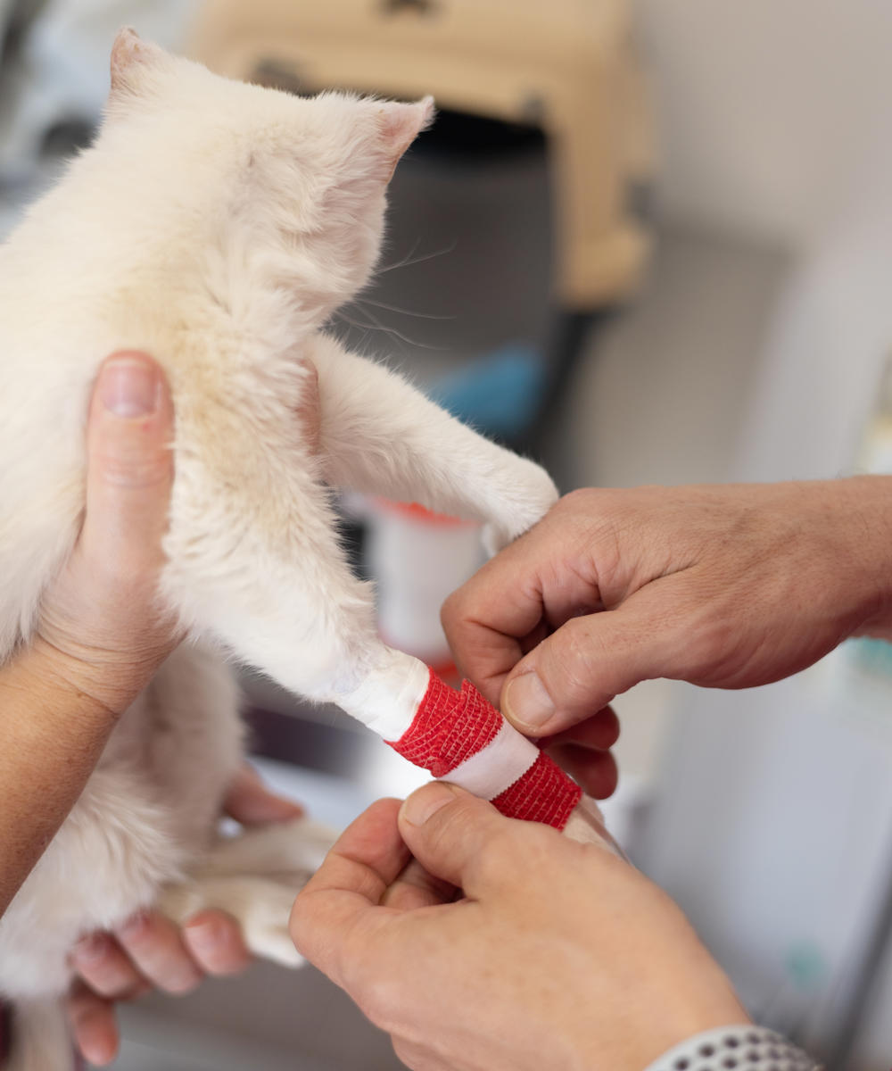 Sick Kitten Receiving Treatment At Veterinary Clin 2025 01 07 23 18 45 Utc