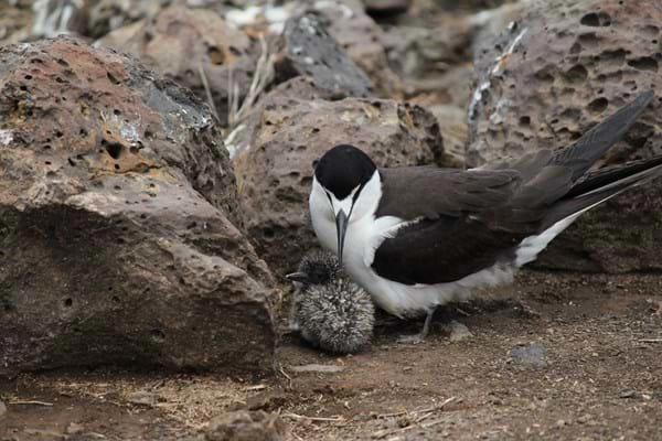 Sooty-Terns