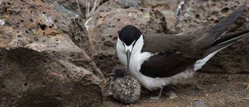 Sooty-Terns